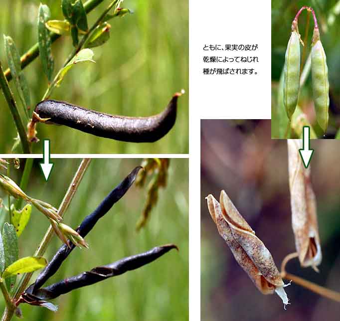 花と実の物語 自力散布